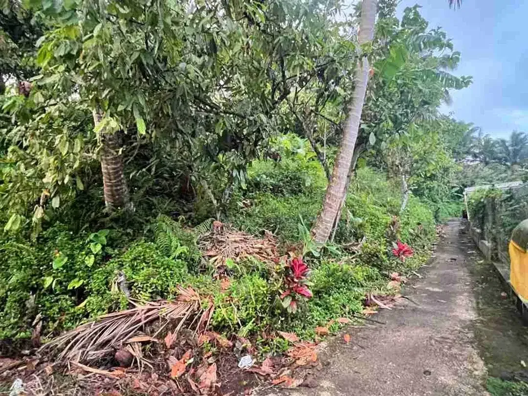 jual tanah luasan kecil view sawah area pemukiman di wanagiri selemadeg tabanan bali. - Image 7 of 10