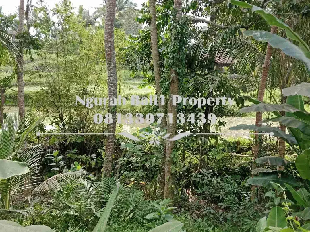 Dijual Tanah Murah Luas 645 m2 View Sawah dan Sungai di Ubud Pejeng - Image 4 of 7