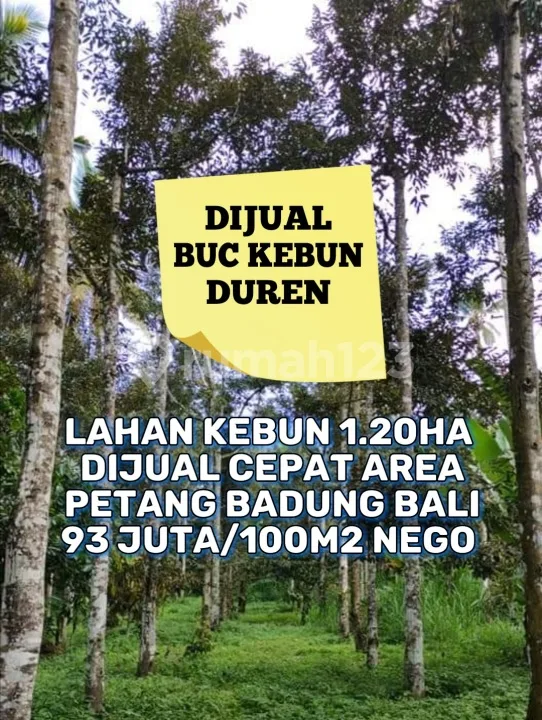 LAHAN KEBUN MURAH BALI - Image 1 of 4