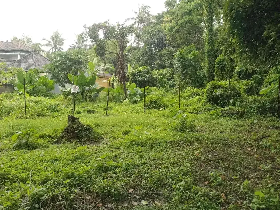 Tanah di Singakerta, Ubud, Bali!
Lokasi: setelah jembatan Nyuh Kuning, Ubud - Image 2 of 5