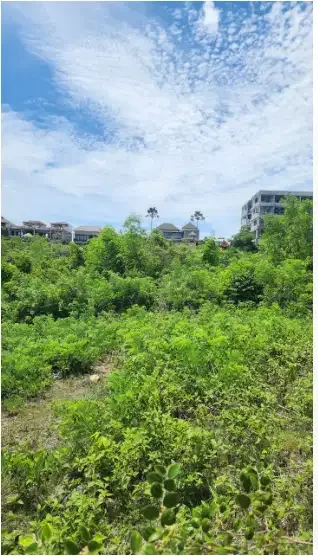 Tanah sewa view laut di ungasan - Image 7 of 10