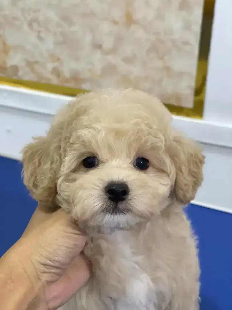 Pet grooming only dog - Image 1 of 10