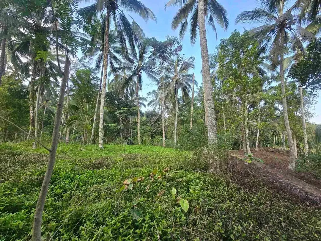 Butuh uang cepat dijual tanah datar view sawah di tabanan bali - Image 5 of 10