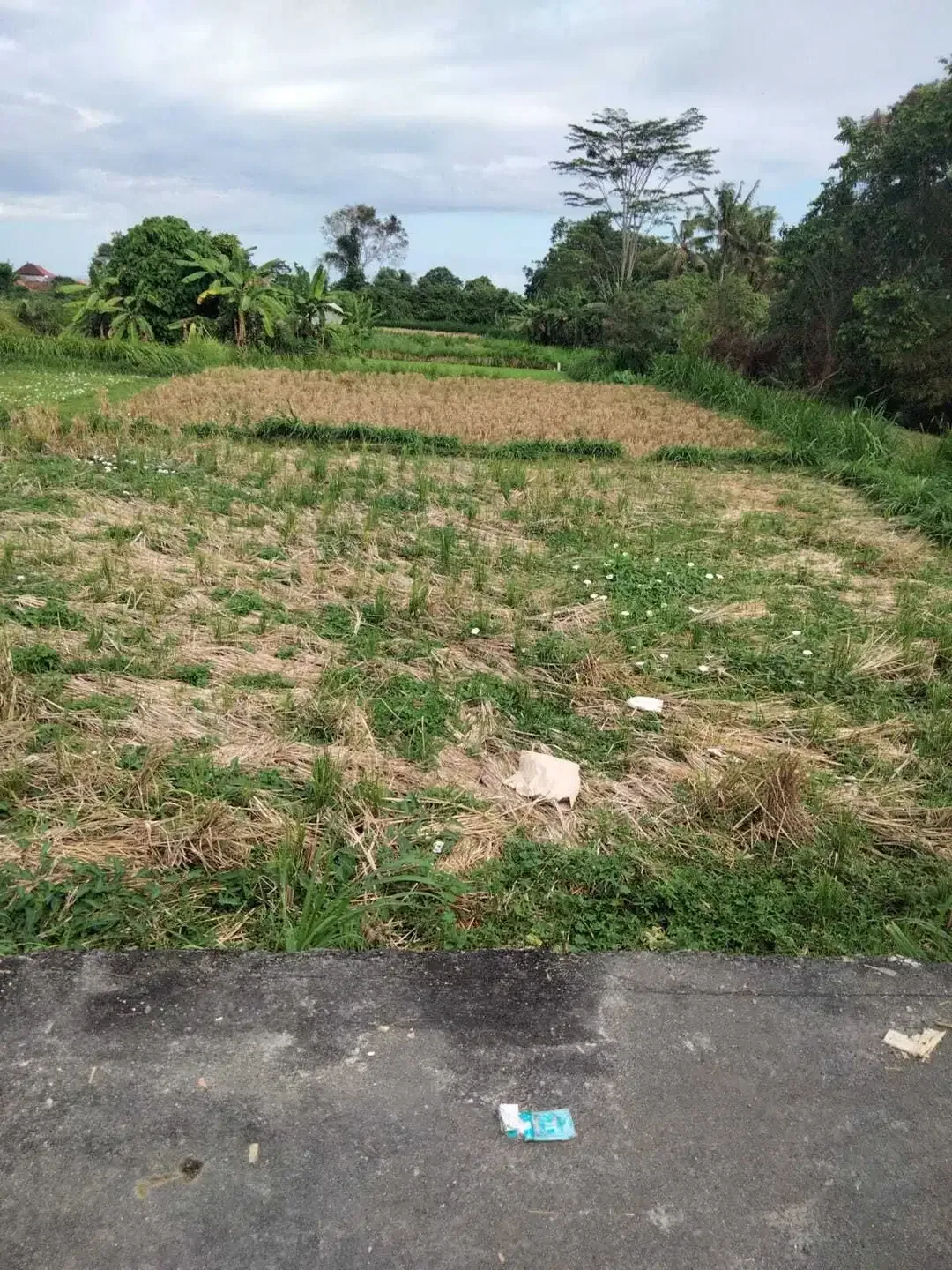 1,5 are Full View Ocean dan Sawah di Gianyar Bali - Image 5 of 6