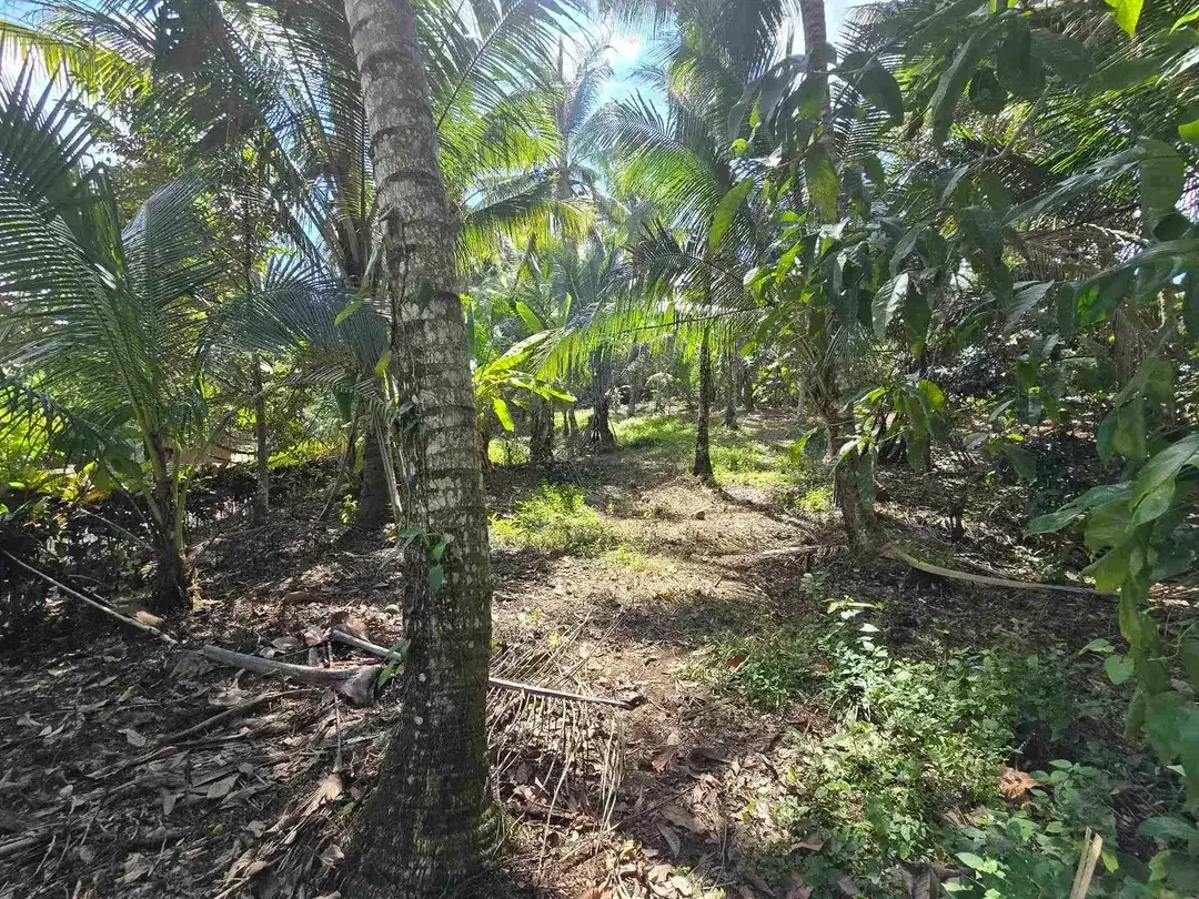 Dijual tanah datar view lambah cocok buat hunian villa di tabanan bali - Image 9 of 10