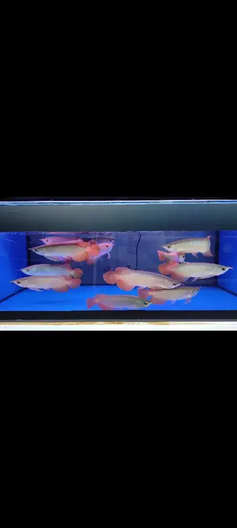 Arwana / Arowana Super Red Kalimantan 28-30CM - Image 3 of 5