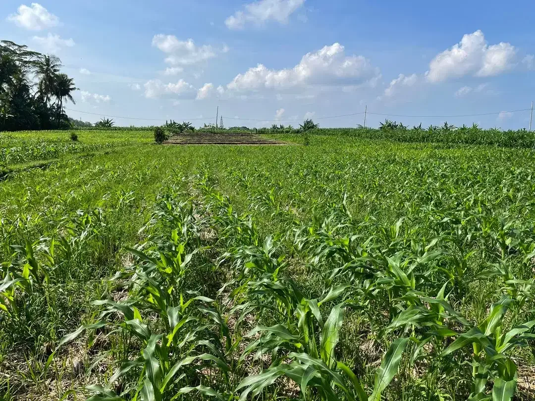 Land Freehold 1230 Sqm in Tibu Biu Tabanan - Image 3 of 9