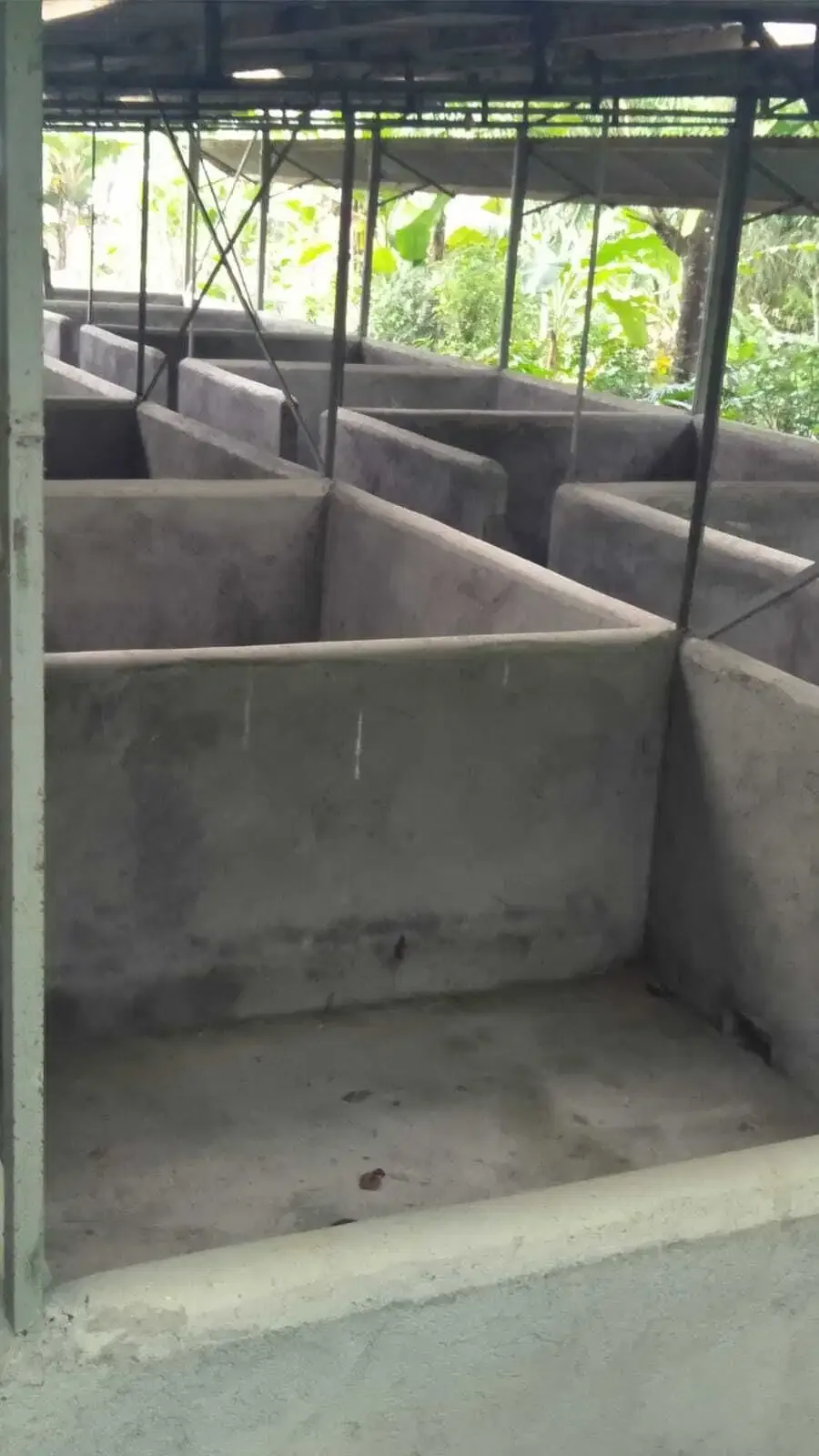 Dijual kandang babi kapasitas 300 di Kintamani Bali - Image 2 of 6