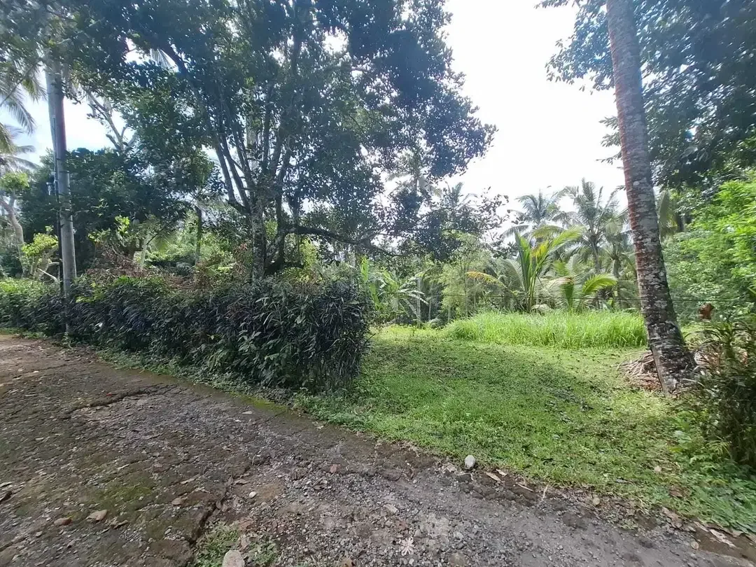 Dijual tanah kebun view sawah yang sangat exotik di tabanan bali - Image 8 of 9