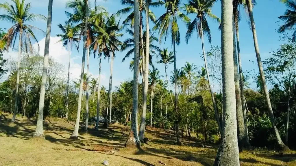 Tanah beach front pantai bonian tabanan bali - Image 7 of 10