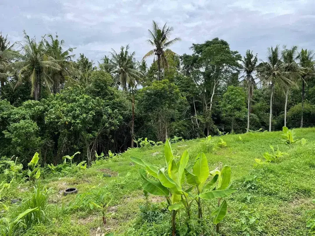 SMALL PLOT RICE FIELD , JUNGGLE AND RIVER VIEW AT SINGAPADU UBUD GIANYAR - Image 9 of 10