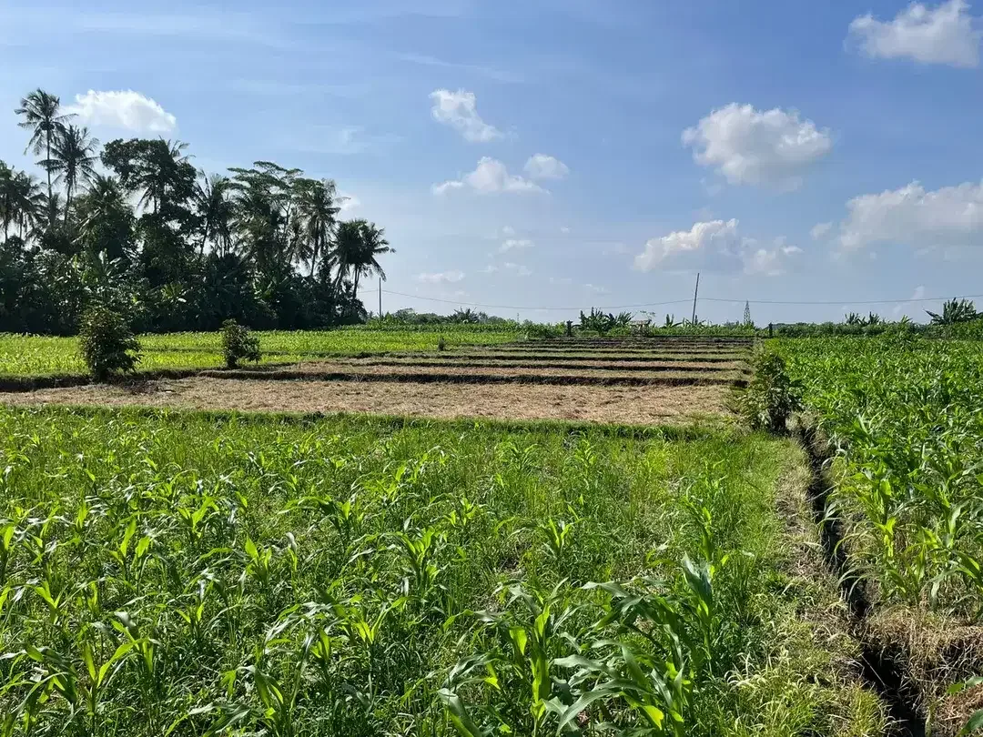 Land Freehold 1230 Sqm in Tibu Biu Tabanan - Image 5 of 9