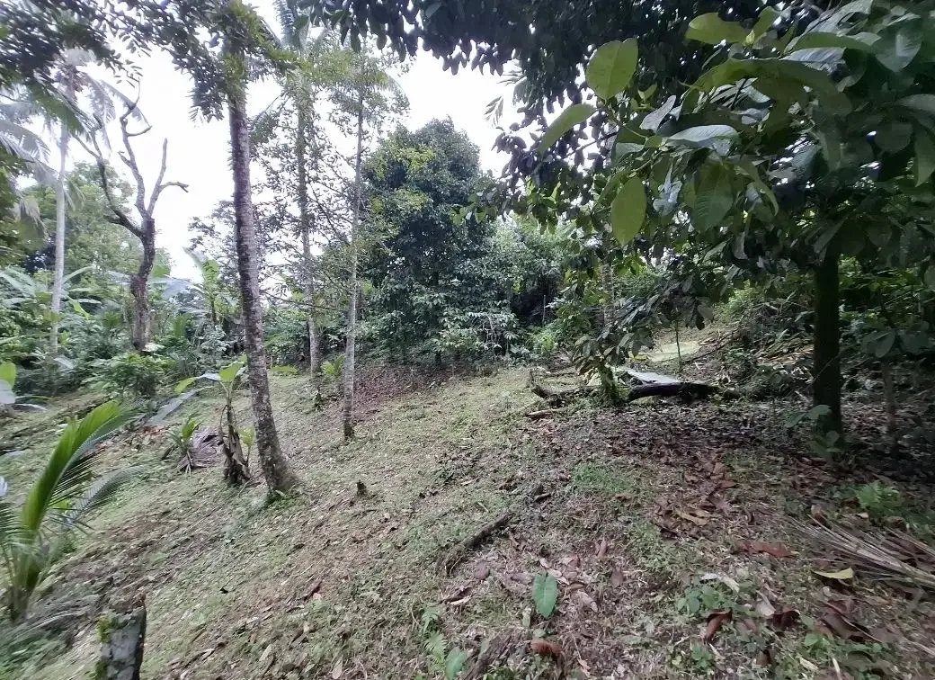 Dijual tanah kebun murah berisi pohon durian di tabanan - Image 6 of 10