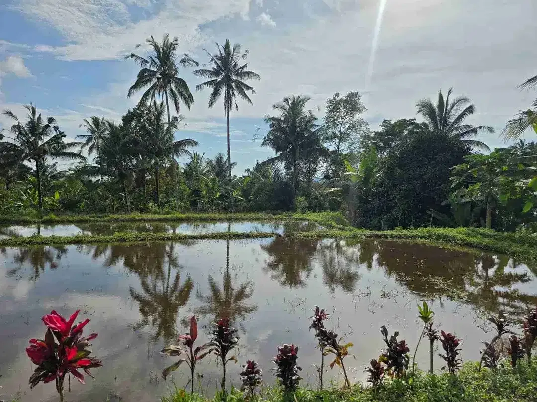 tanah kebun datar view sawah ketinggian 700 mdpl - Image 1 of 10
