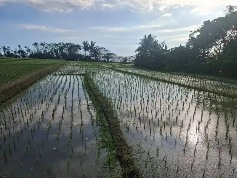 Dijual tanah murah los pantai di pasut tabanan bali - Image 2 of 8