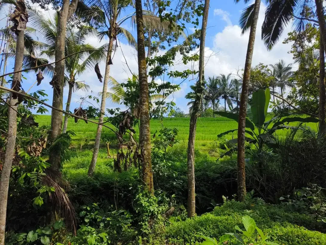 Dijual tanah 9 are view sawah akses jalan hotmix - Image 1 of 8