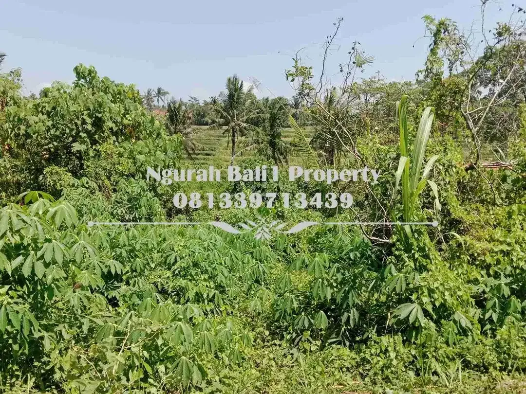 Tanah Dijual Murah Luas 8 Are View Sawah Kawasan Villa di Mas Ubud - Image 7 of 7