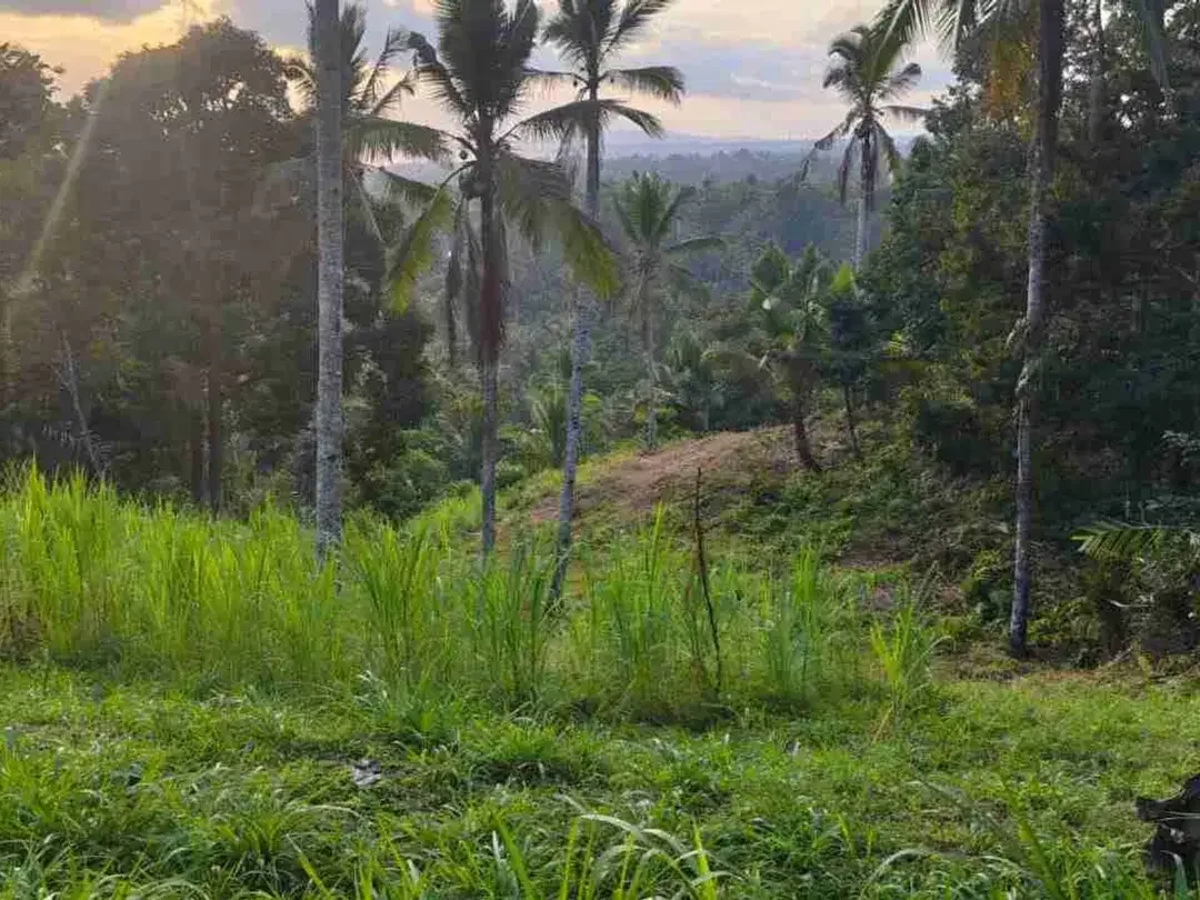 jual tanah kebun view sawah lembah dengan sunset yang cantik di tabanan bali - Image 9 of 10