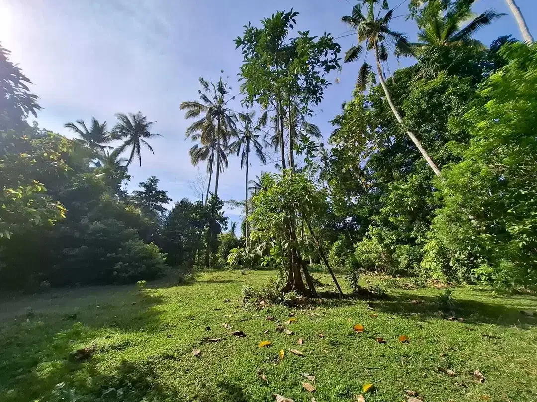 Dijual tanah los sungai dengan view sawah di tabanan bali - Image 8 of 10