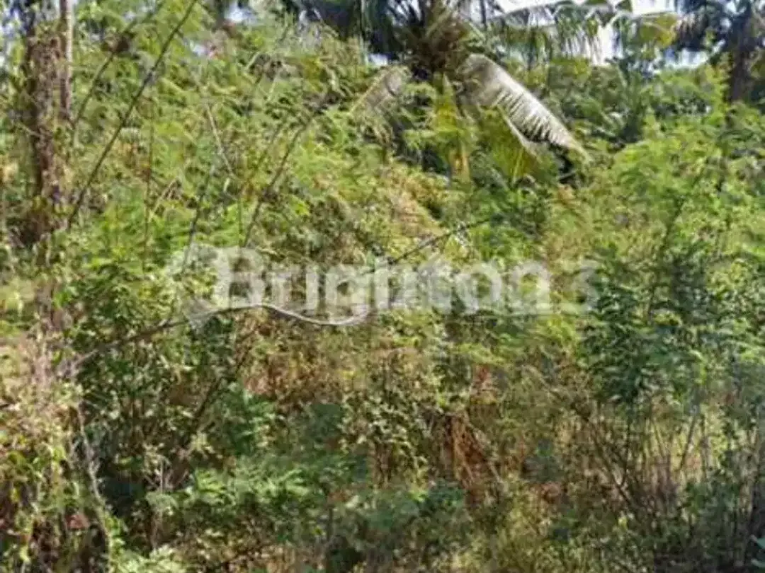 Dijual Tanah Lokasi Strategis Potensi Nilai Investasi Tinggi Di Air Sanih Singaraja - Image 4 of 4