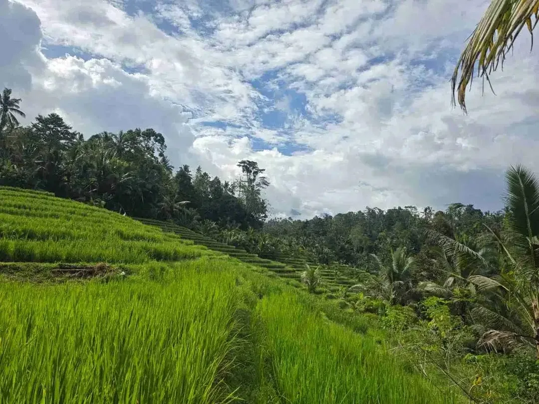 tanah kebun sangat murah dengan view sawah, gunung dan los sungai di tabanan bali - Image 2 of 10