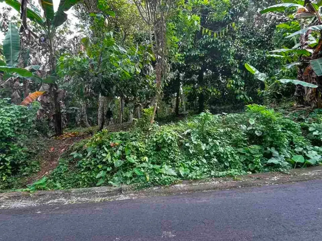 jual tanah kebun aneka buah lokal area pemukiman di tabanan bali. - Image 4 of 10
