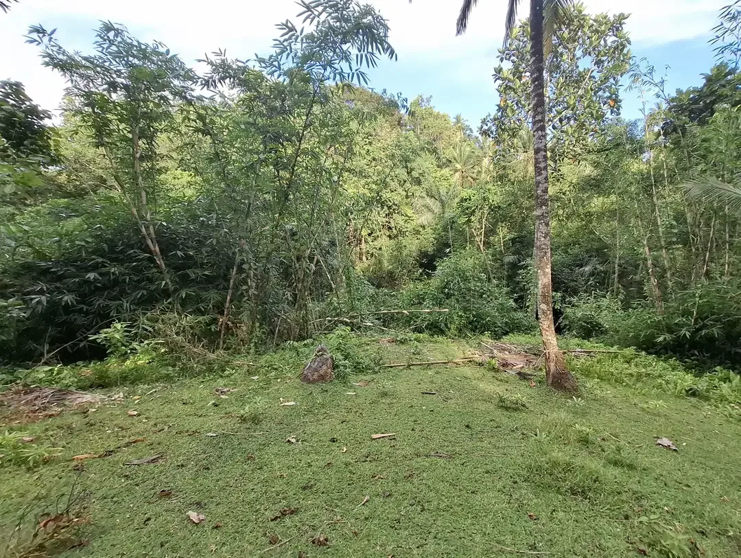Dijual tanah kebun kelapa - Image 6 of 9