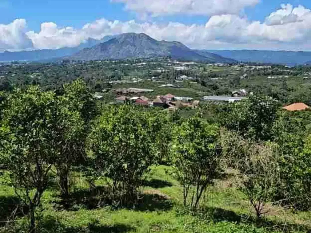 tanah kavling area kintamani view gunung batur - Image 2 of 2