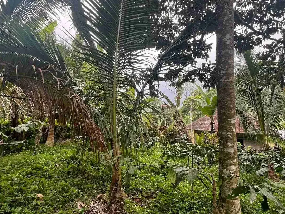 jual tanah Luas kecil ketinggian 550 MDPL di tabanan bali. - Image 10 of 10