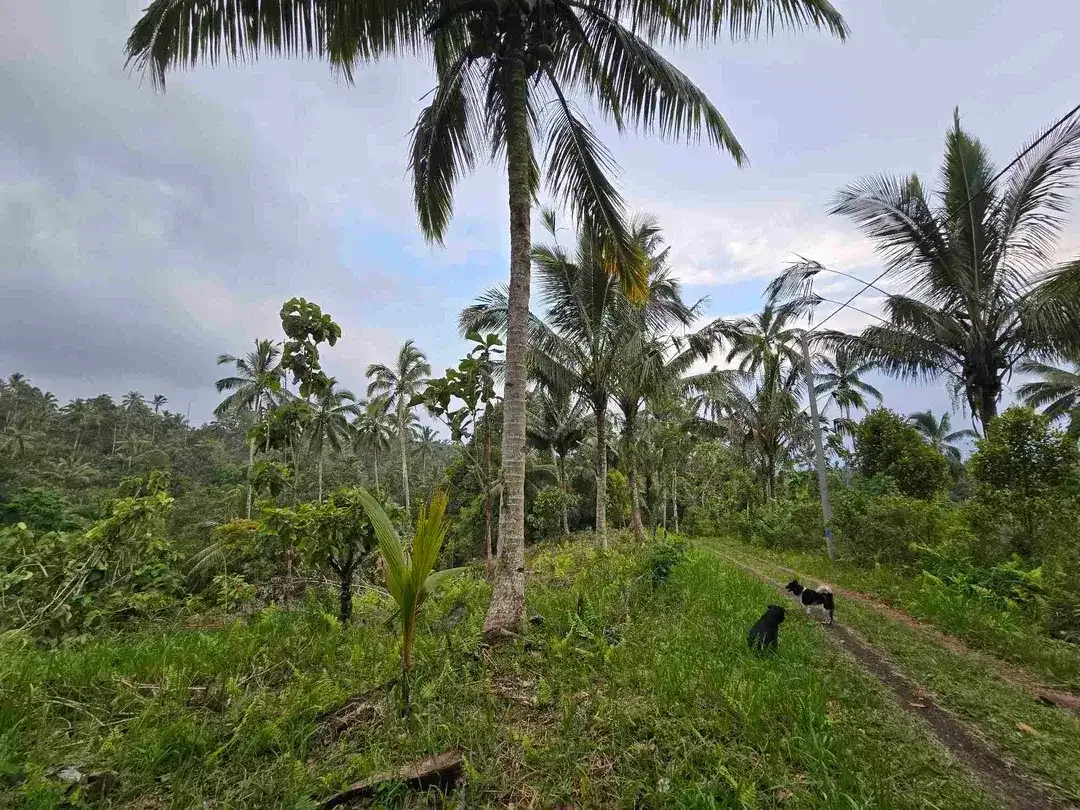 Dijual tanah kosong murah di tabanan bali - Image 3 of 10