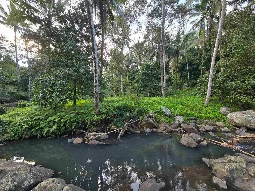 Murah tanah los sungai bebatuan kebun manggis dan durian siap panen di bali - Image 3 of 10