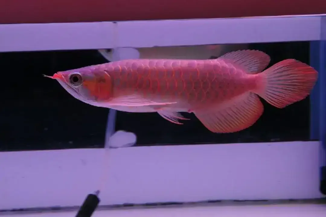 Arwana / Arowana Super Red Kalimantan (KUALITAS KONTES) - Image 6 of 6