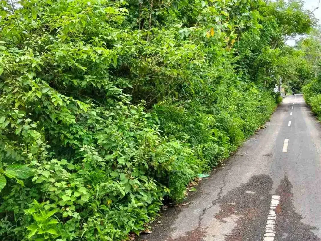 dijual tanah 10 are IDR 500 juta per are dekat Nirmala Ungasan Kuta Selatan Badung Bali - Image 1 of 6