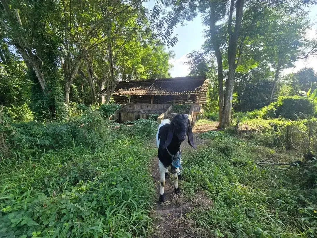 Dijual tanah murah los sungai bebatuan   di bali - Image 8 of 9