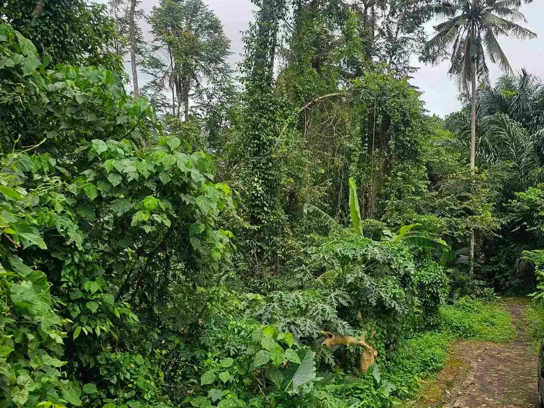 land in river side and jungle near canggu - Image 8 of 10