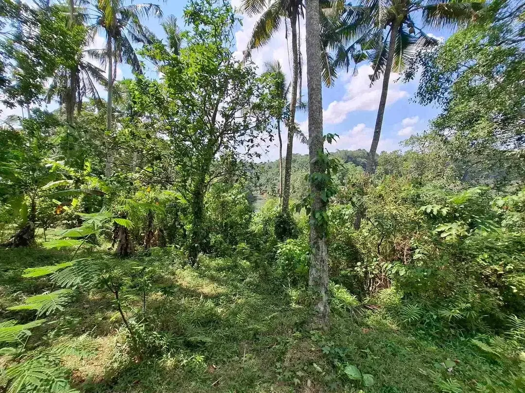dijual tanah los sungai jernih berbatu lokasi sangat strategis dekat dengan jalan denpasar gilimanuk dijual di bawah harga pasar - Image 10 of 10
