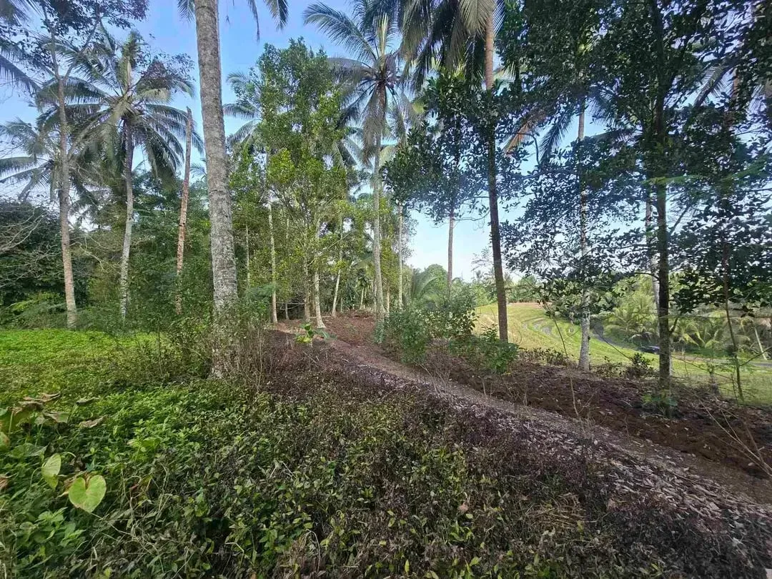 Butuh uang cepat dijual tanah datar view sawah di tabanan bali - Image 9 of 10
