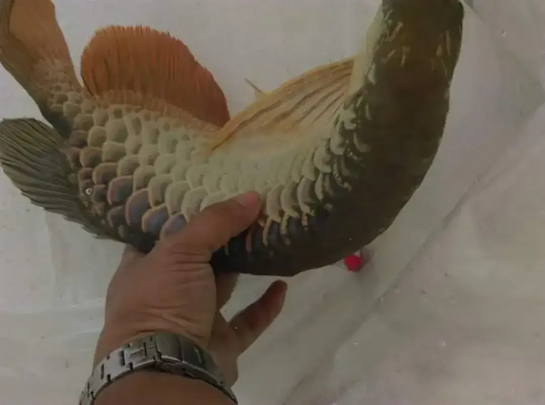 Arwana / Arowana Golden Red Riau 60CM (INDUKAN) - Image 3 of 7
