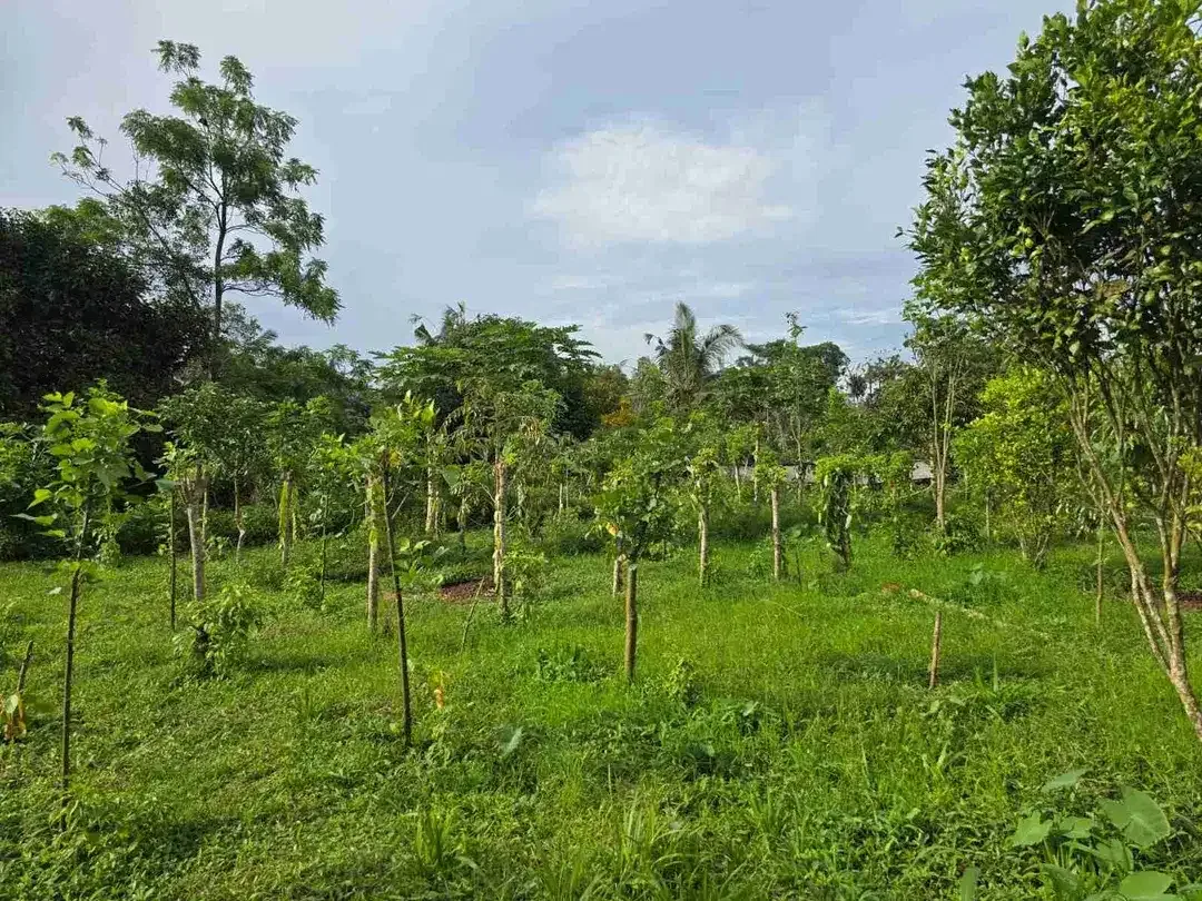 tanah kebun datar view sawah ketinggian 700 mdpl - Image 8 of 10