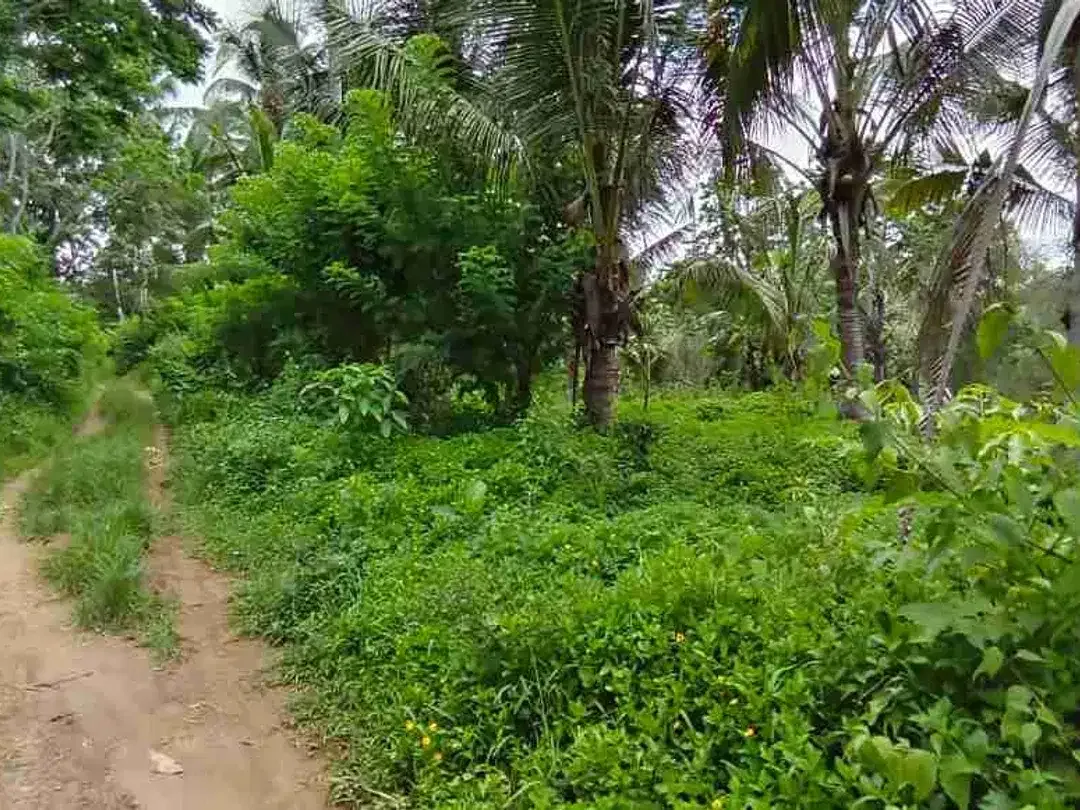 jual tanah kebun Los sungai murah di tabanan bali - Image 10 of 10
