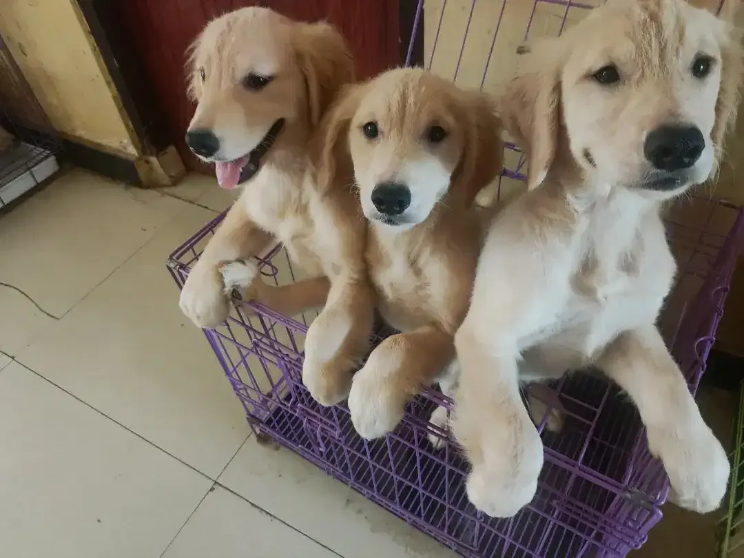 Puppy Golden Retriever Big Bone 7 bln - Image 3 of 3