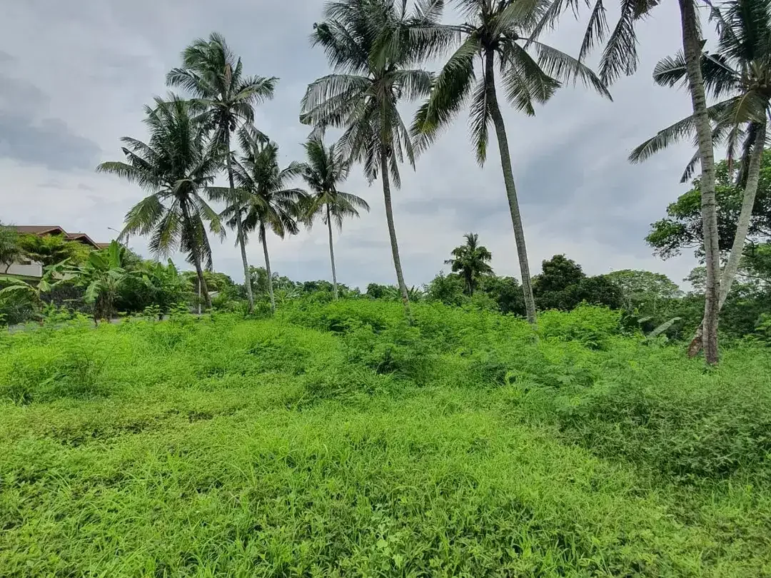Freehold - Rare oppotunity exclusive land with rice field views and riverside in Green Lot, Cemagi, Bali - Image 2 of 4