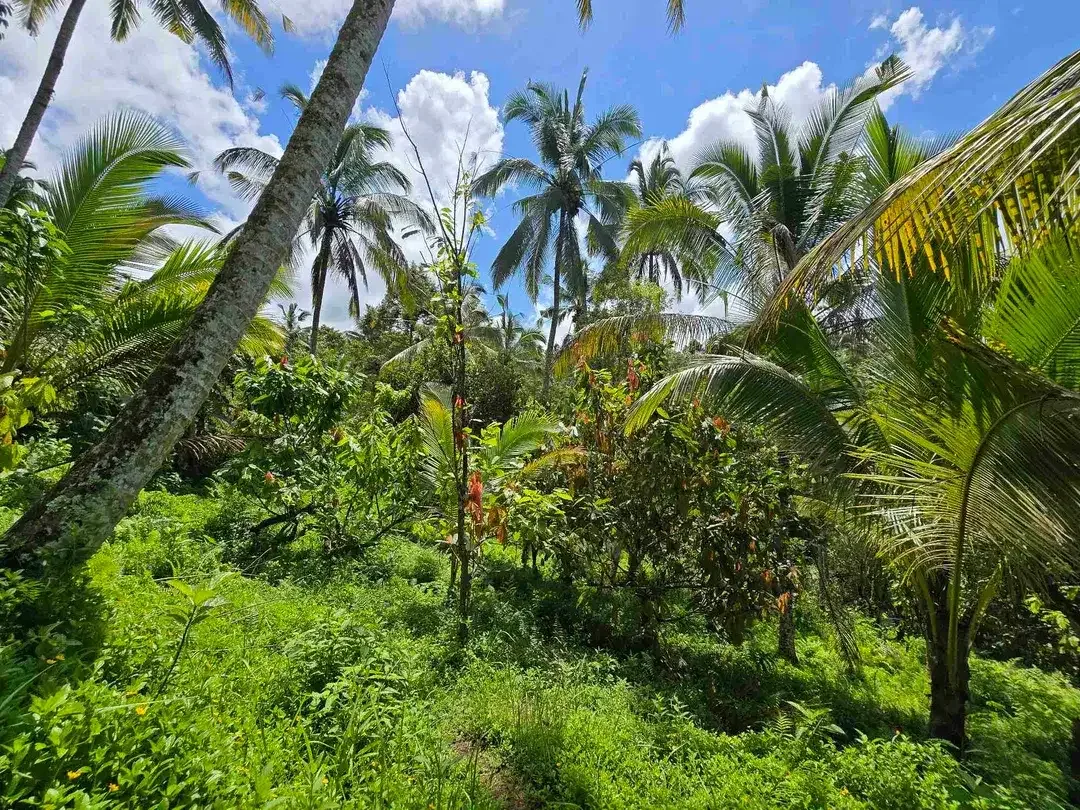 Dijual tanah murah los sungai air jernih di bali - Image 9 of 10
