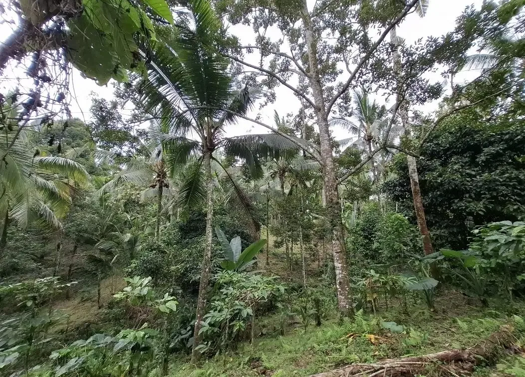 Dijual tanah kebun murah berisi pohon durian di tabanan - Image 3 of 10