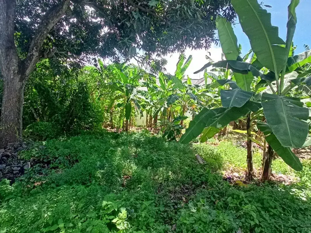 Leasehold - Prime 1300 sqm Leasehold Land in Umalas, Bali - Image 5 of 5