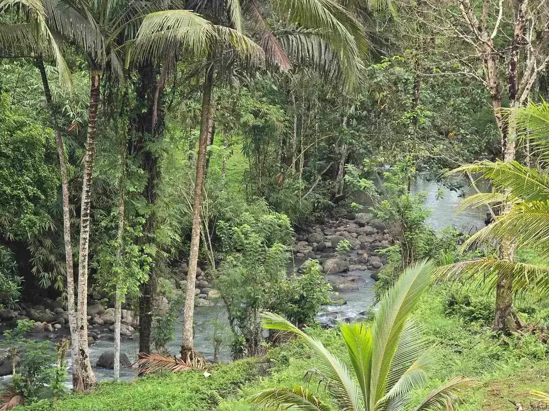 Dijual tanah los sungai dan vieq sawah murah di bali - Image 3 of 10
