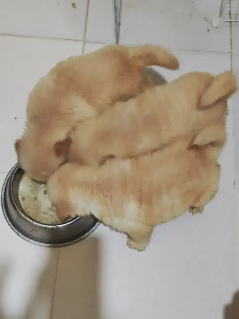 Puppy Golden Retriever Big Bone 7 bln - Image 1 of 3