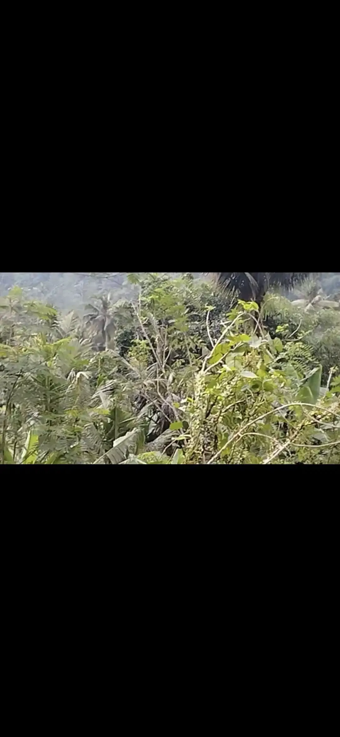 Land 2ha for Sale Location near Besakih area Karangasem Bali - Image 7 of 10