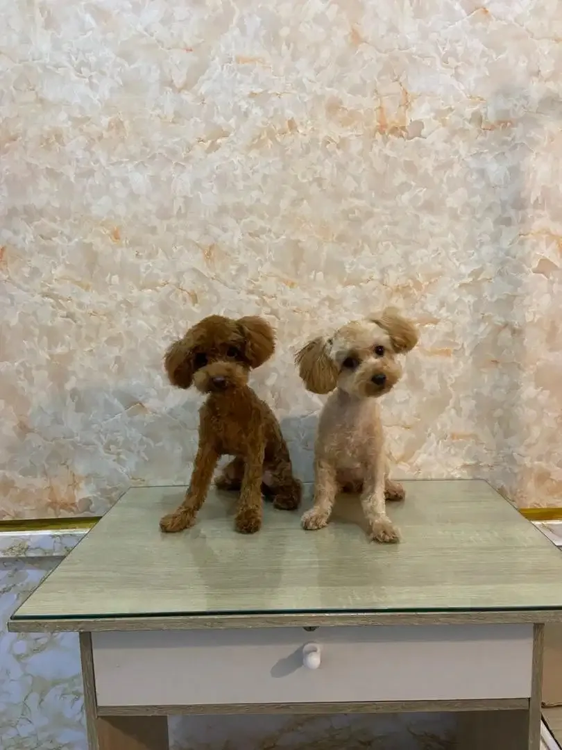 JSS Pet grooming  salon - Image 4 of 9