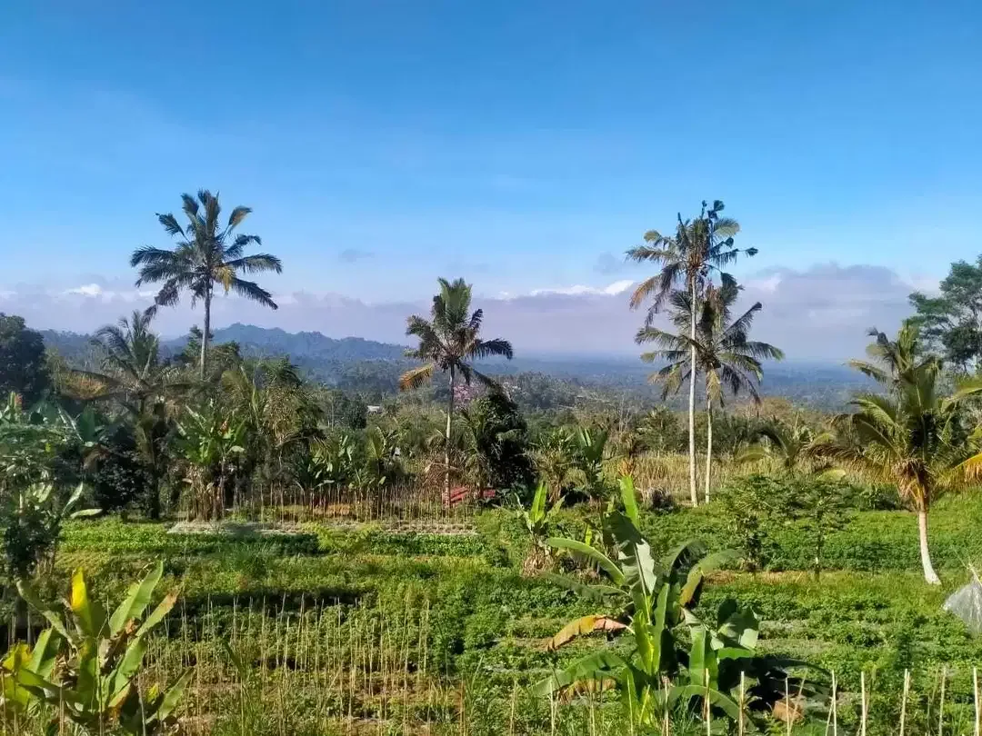 Plantation land with mountain and valley views in Baturiti Bali - Image 4 of 10